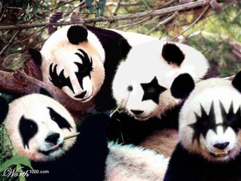 panda.jpg
